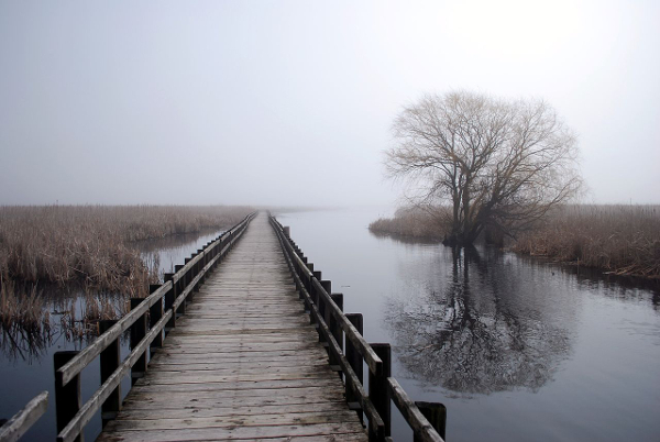Boardwalk in Point Pelee - by Quozl at en.wikipedia [Public domain]