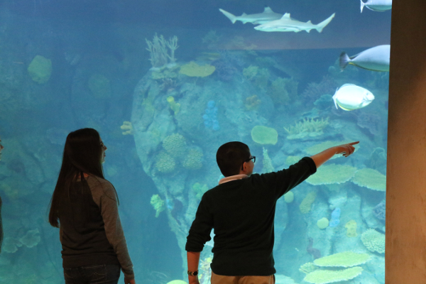 Coral reef exhibit at the Toledo Zoo Aquarium by Andi Norman, Toledo Zoo