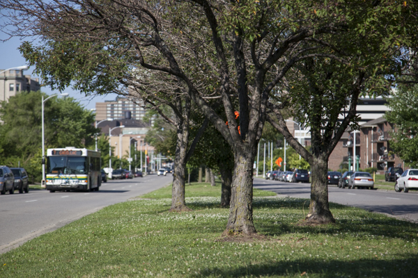 Greening's first plantings along Larned.