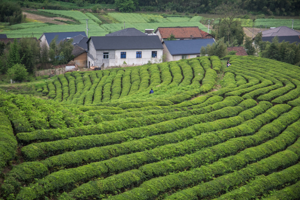 A tea garden in Fuding