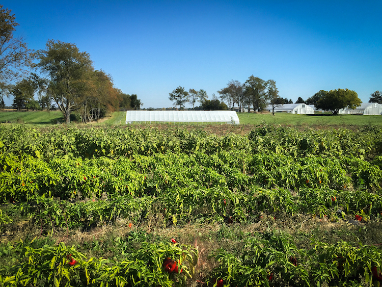 Green Gardens Community Farm. Photo by Lindsey J. Scalera.