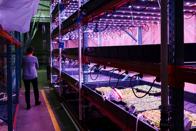 Shelving for holding lights and hydroponic growing trays at Planted's initial buildout
