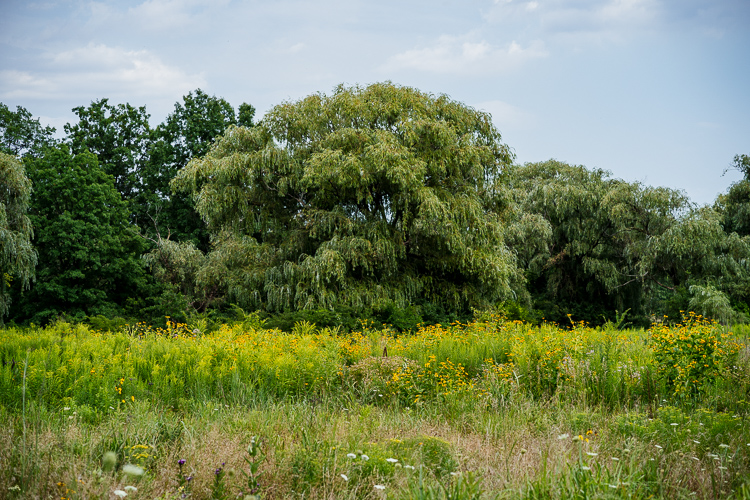 Overgrown area in Rouge Park
