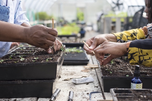 Planting seedlings at Earthwork Urban Garden