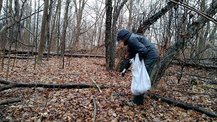 Volunteers pull garlic mustard. Photo by Allison Torres Burtka.