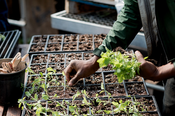 Transplanting eggplant sprouts