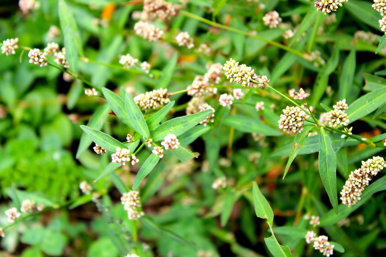 The edible lady's thumb