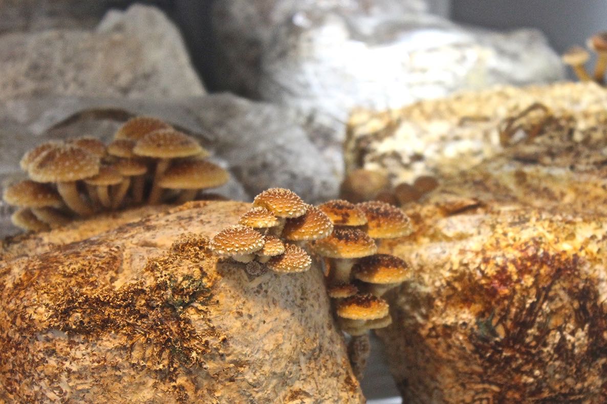 Cinnamon Cap (or Chestnut) mushrooms in the grow room