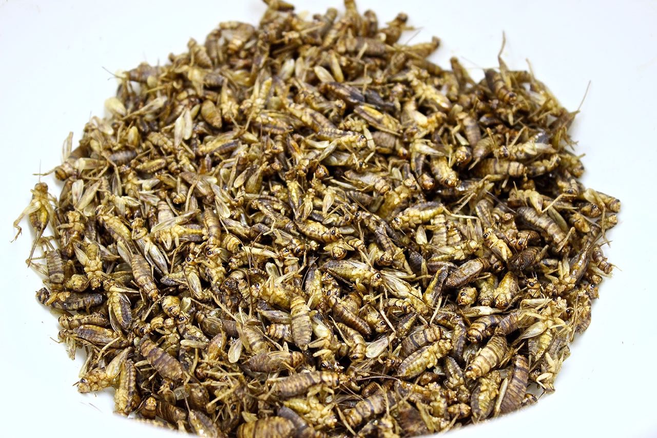 Crickets harvested by Detroit Ento