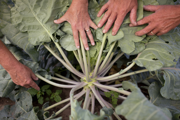 Inspecting brussels sprouts