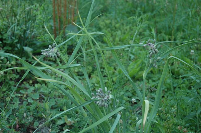 Nodding wild onion growing in the wild garden