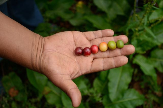 A spectrum of coffee beans - photo by Lisa Luevanos