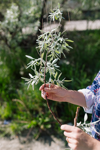 Eucalyptus-like plant with tiny buds