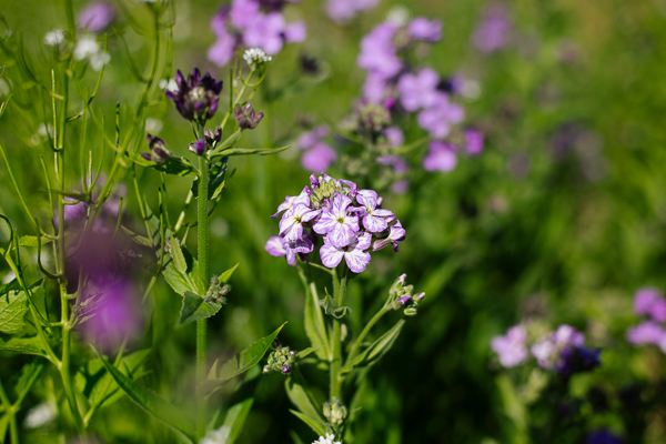 A mutant dame's rocket with white spots