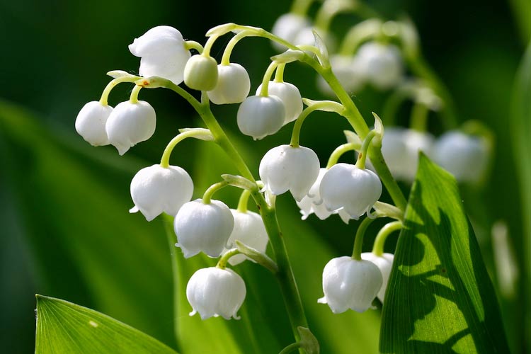 Lily-of-the-valley. Photo credit: Liz West via Flickr.