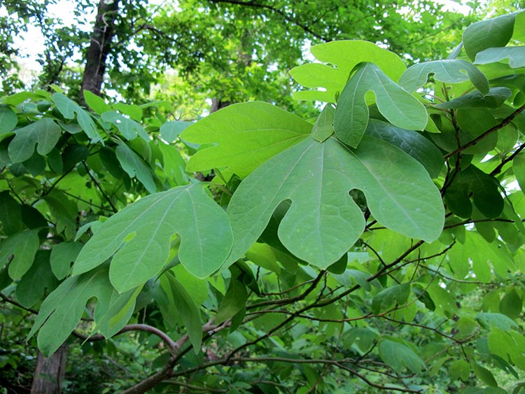 Sassafrass. Credit: Kristine Paulus via Flickr.