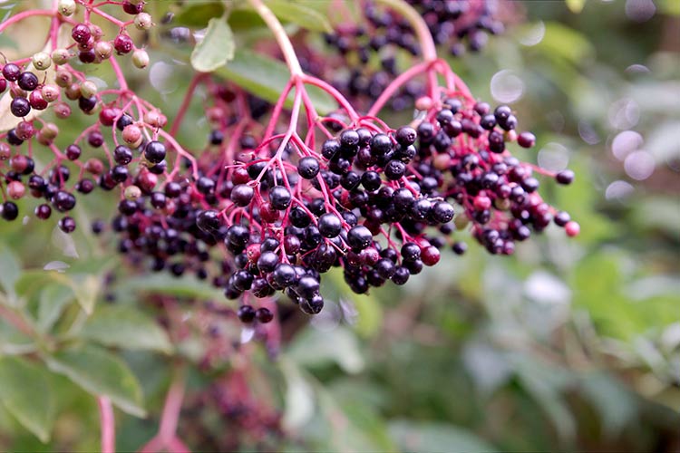 Elderberry. Credit: Andy Rogers via Flickr.