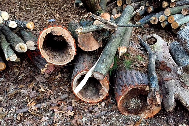 Oak Wilt kills oak trees during the spring and early summer across southern Michigan.