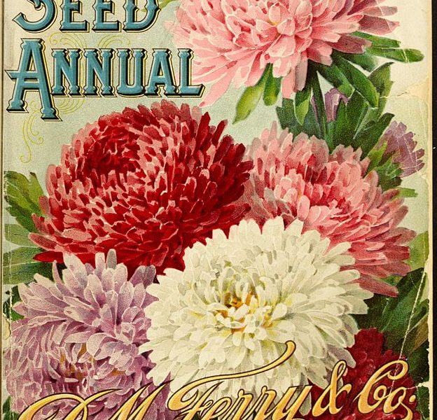 By D.M. Ferry & Co.; Henry G. Gilbert Nursery and Seed Trade Catalog Collection. [CC BY 2.0 (http://creativecommons.org/licenses/by/2.0) or Public domain], via Wikimedia Commons