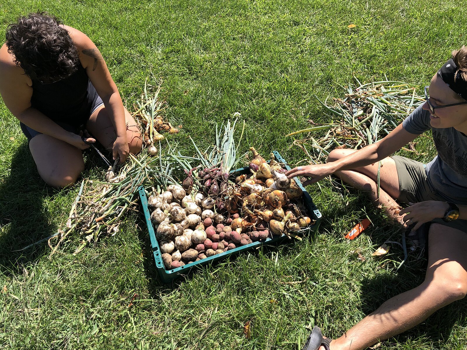 Harvesting at the Buckley Community Garden.