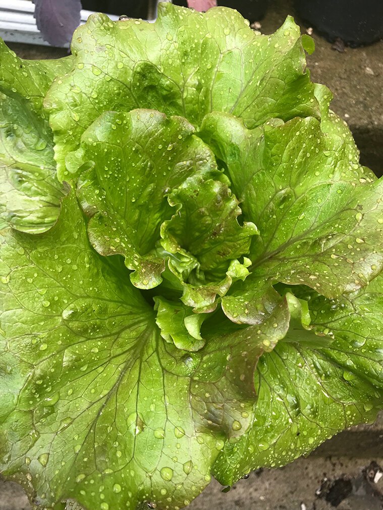 Deeply Rooted Produce works with local farmers to connect Detroiters to high-quality produce.