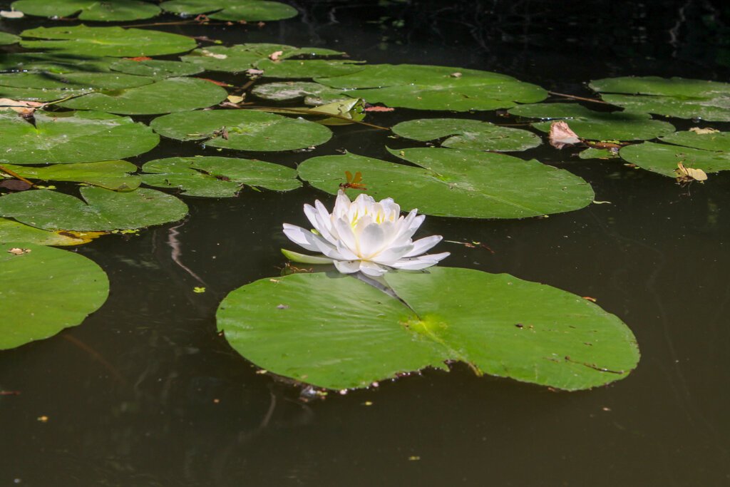 Ecorse Creek. Photo by Quentin Rodriguez