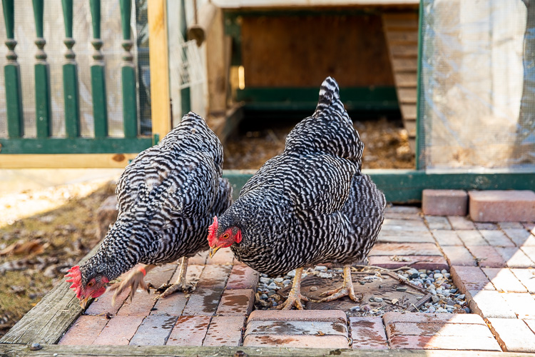 The Wooten hens. Photo by David Lewinski.