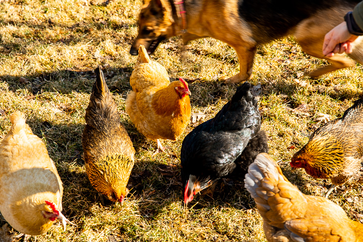 The Mikulski hens. Photo by David Lewinski.