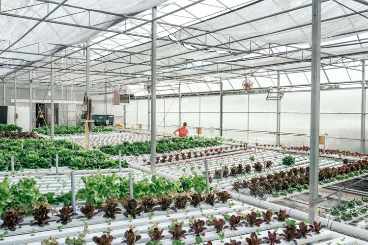 Growers and consumers benefit from crops specially suited to hydroponics, says horticulture