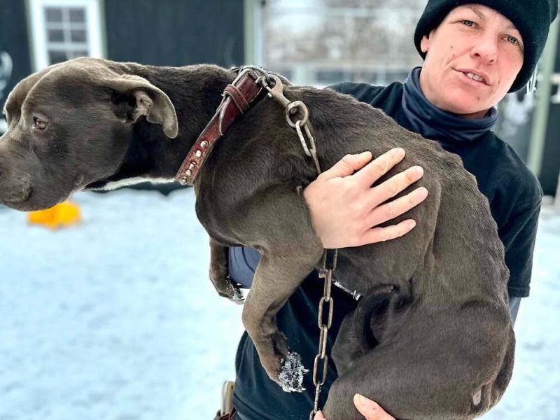 Jordan Clarke, Rebel Dogs’ Foster and Adoption Coordinator