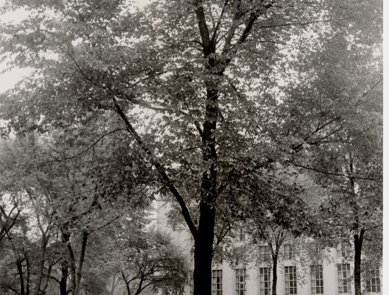 View of a man looking at an elm tree on the grounds of the Main Library, Detroit Public Library.