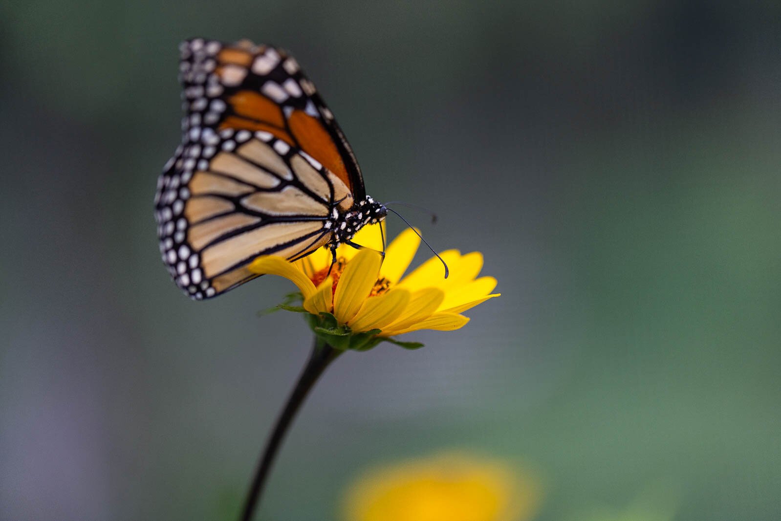 Ray Wiegand’s Nursery 
