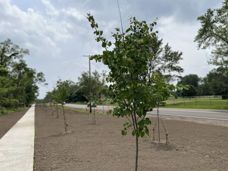 This young sapling recently planted in Sterling Heights could reach great heights come 2040.