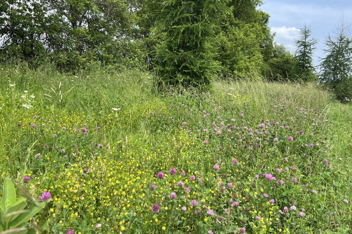 A nature observation deck would overlook Red Run Drain, site of a habitat restoration effort for pollinators.