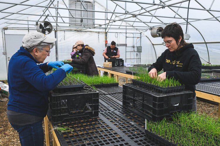 Volunteers sort plants at The Farm At Trinity Health. 