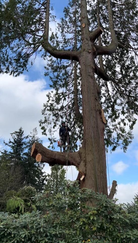 Photo: Hard Work Tree-Cutting and Landscape / Facebook.