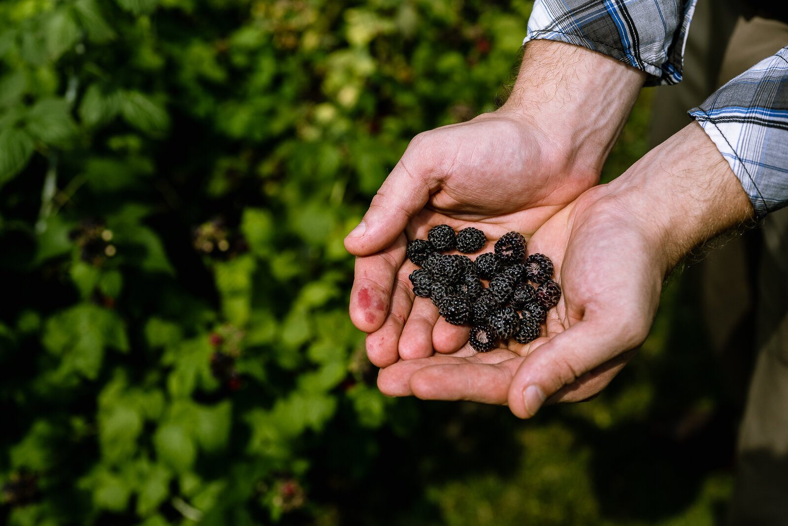 John Peterson picks blackberries in AIHFS' garden.