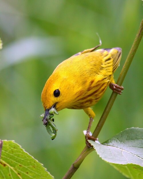 Yellow Warbler (Doris Dee/HCMA)