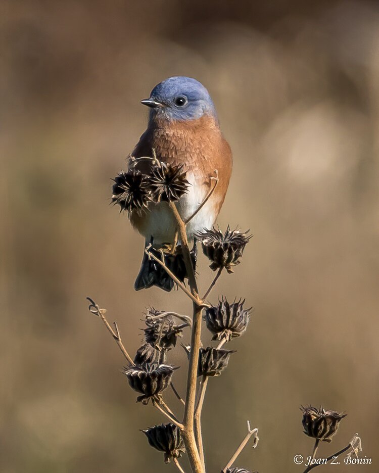 Stony Creek bluebird (Joan Z. Bonin/HCMA)