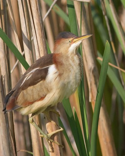 Least Bittern (Mike Dee)