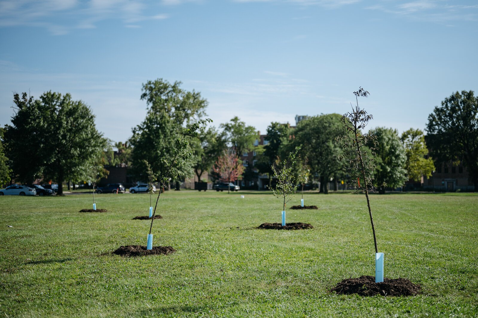 Newly planted trees at Palmer Park.