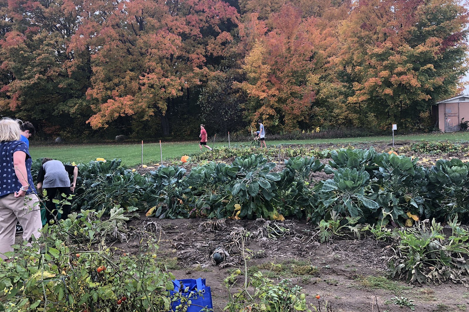 The Buckley School/Community Garden in Buckley, MI. This institution is an equal opportunity provider.