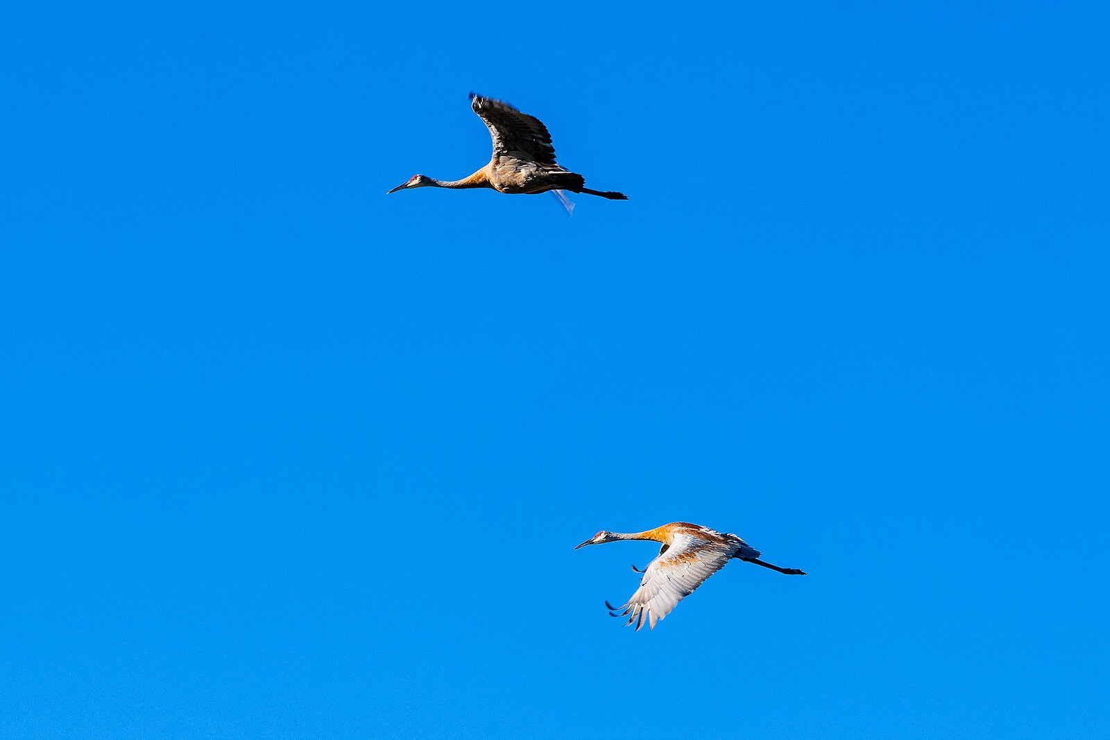 Saugatuck Harbor Natural Area. Photo by Doug Coombe.