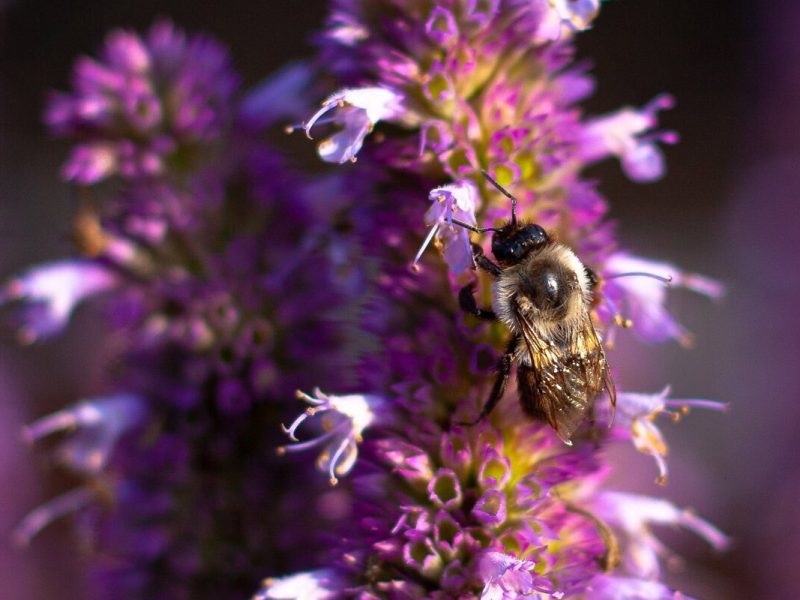 Detroit nonprofit Detroit Hives launched in 2016 and serves to improve quality of life for Detroit residents and their pollinating neighbors, revitalizing vacant lots into pollinator-friendly, educational green spaces.