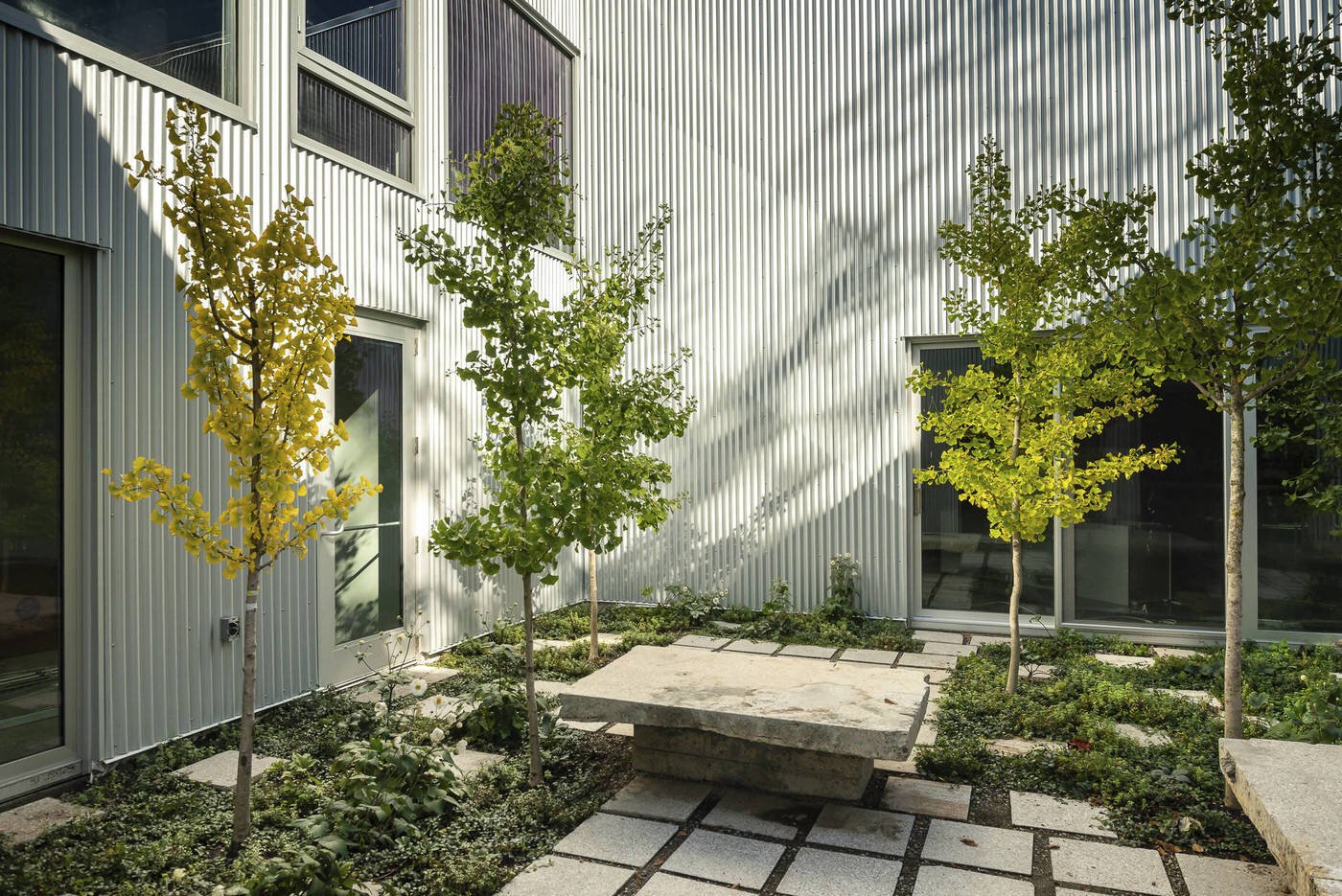 Ginko trees in the courtyard.