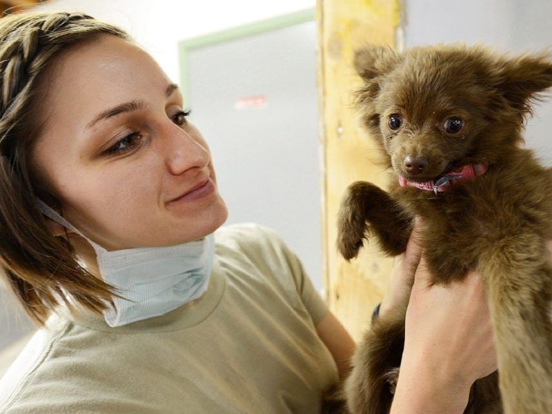 Veterinarian and puppy